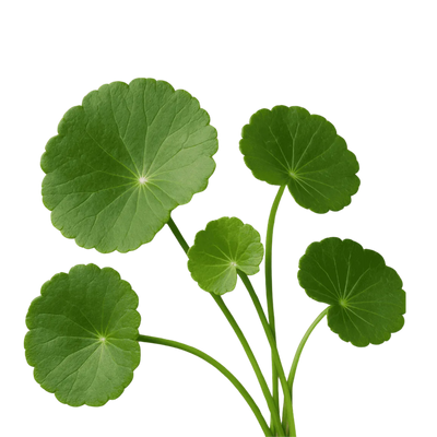 Centella Asiatica